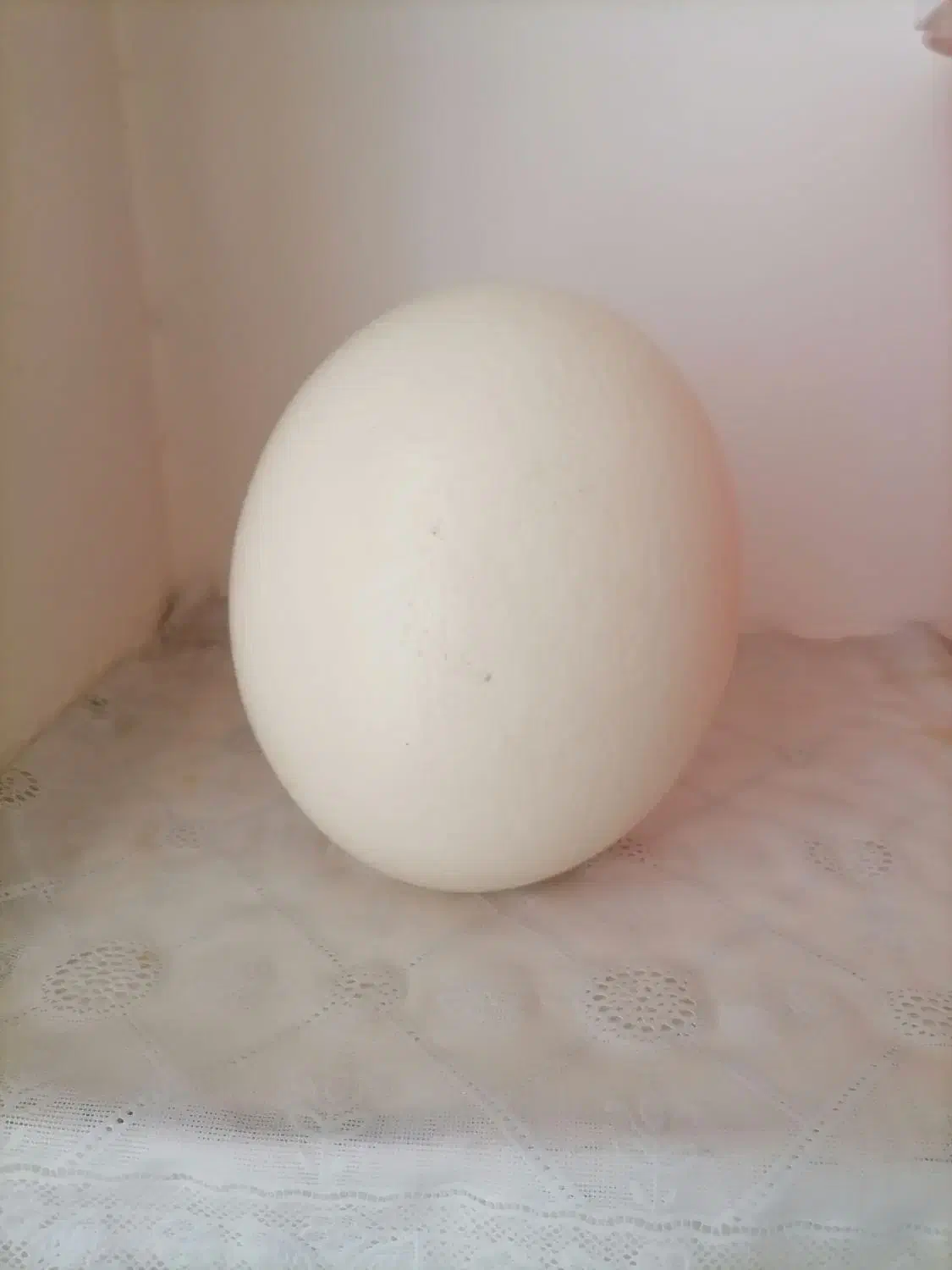 دکوری|صنایع دستی و سایر لوازم تزئینی|تربت‌حیدریه, حسنی بالا|دیوار