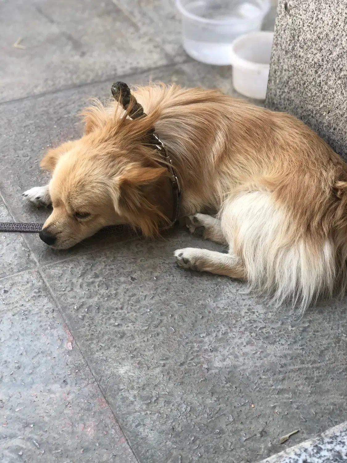 پامر روباهی|سگ|اقلید, |دیوار