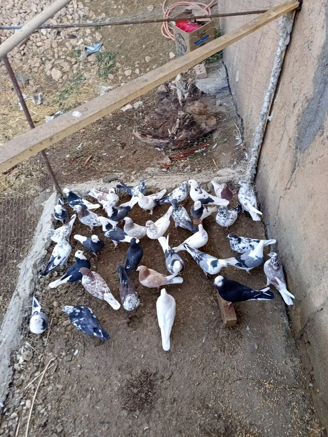 جا برای نگه داری ندارم همشونو جمع میکنم|پرنده|بوکان, |دیوار