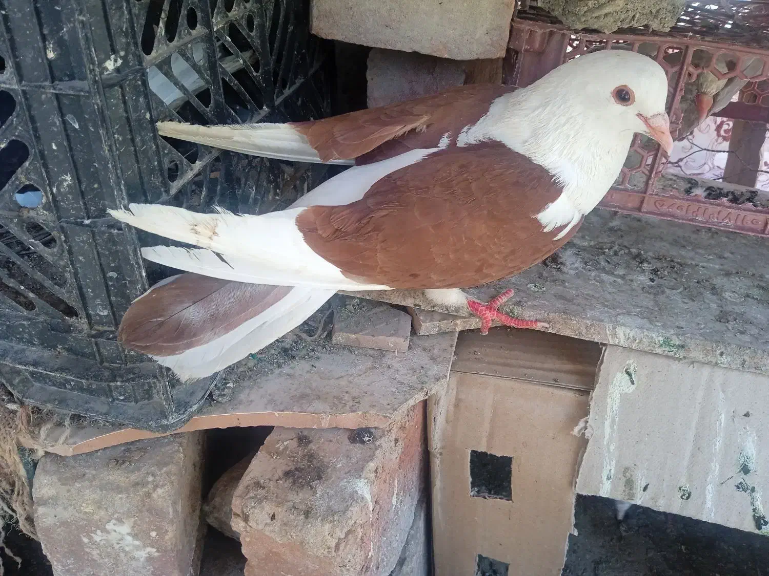 فرش کبوتر|پرنده|بنت, |دیوار