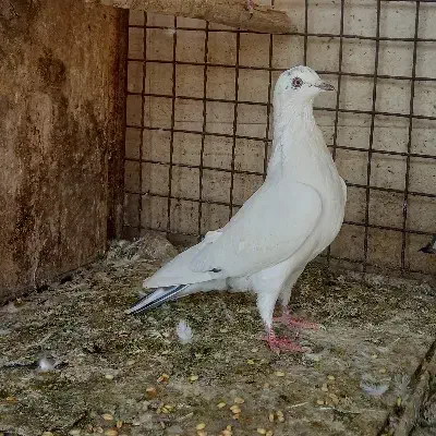 کبوتر|پرنده|اردکان, |دیوار