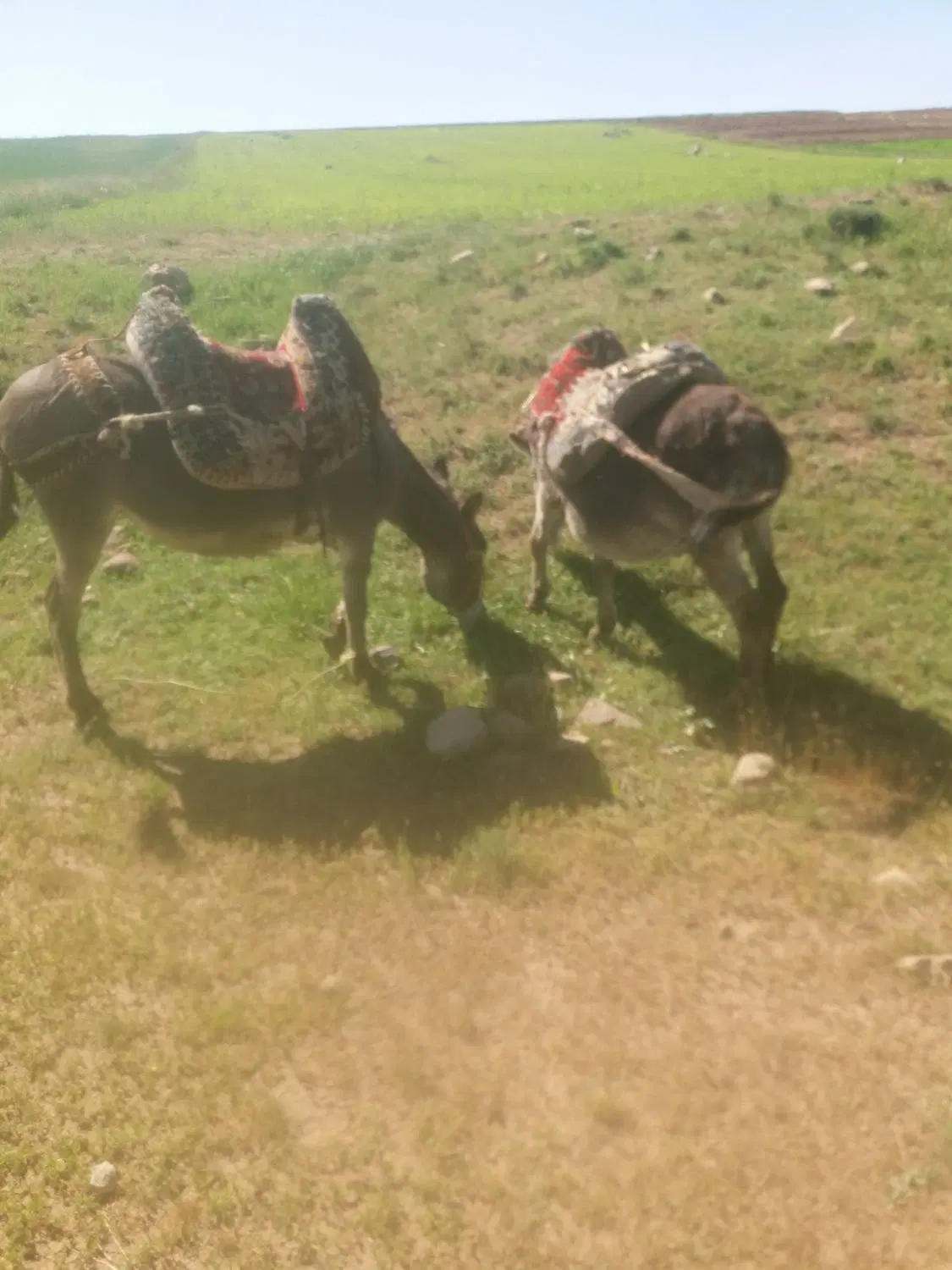 الاغ|حیوانات مزرعه|بستان آباد, |دیوار