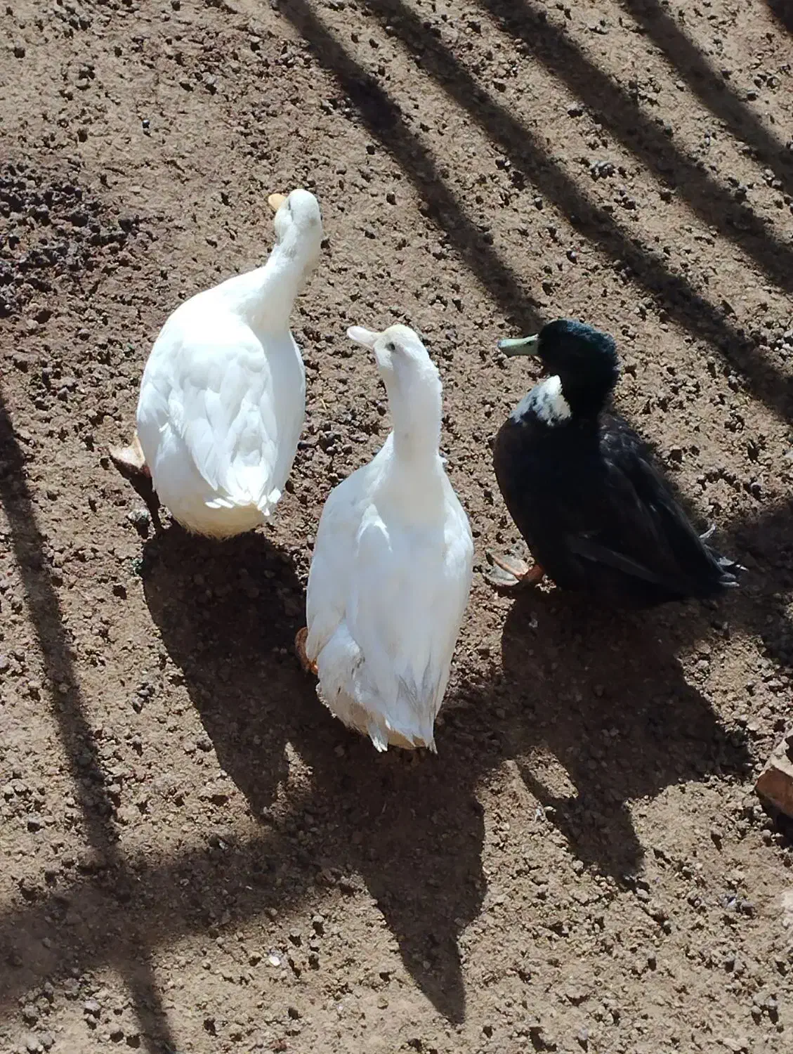 اردک|حیوانات مزرعه|میلاجرد, |دیوار