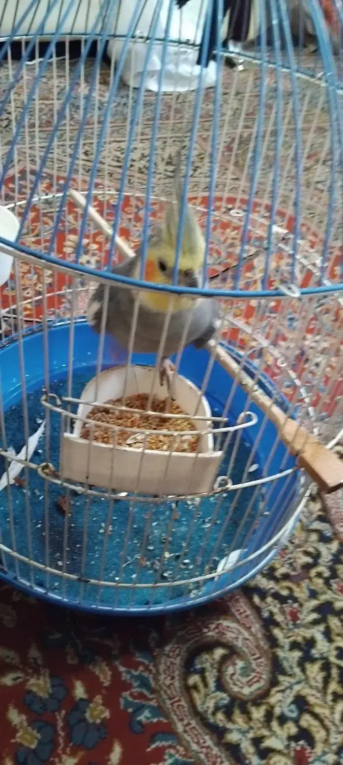 عروس هلندی سخنگو|پرنده|لاهیجان, لاشیدان|دیوار