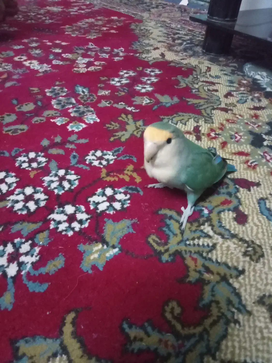 پرنده|پرنده|طرقبه, |دیوار