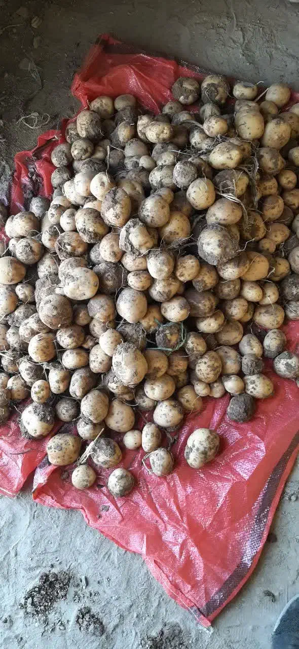 سیب زمینی سانتا ۱۴۰۲|خوردنی و آشامیدنی|چادگان, |دیوار