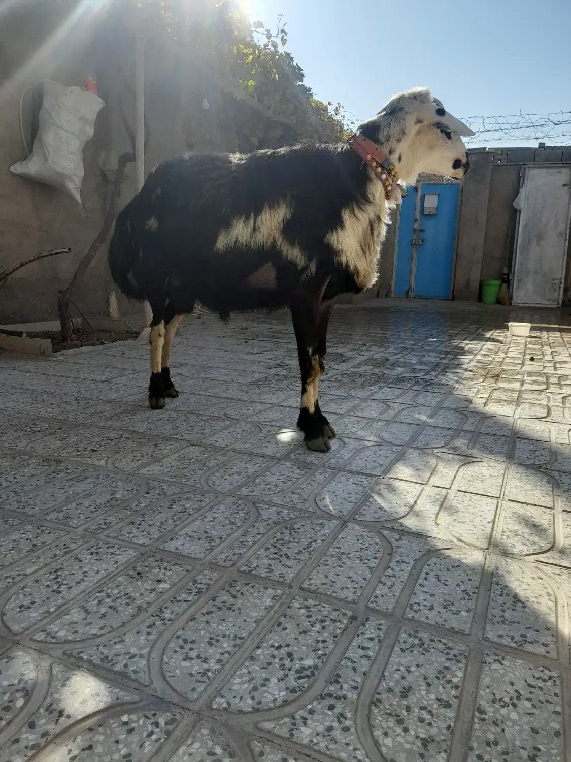 بره قوچ لخت پوست گاوی|حیوانات مزرعه|بروجرد, |دیوار