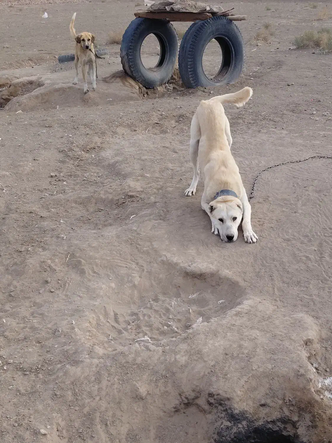 سگ سفید گله دروشت سبزوار|سگ|سبزوار, جهاد کشاورزی|دیوار