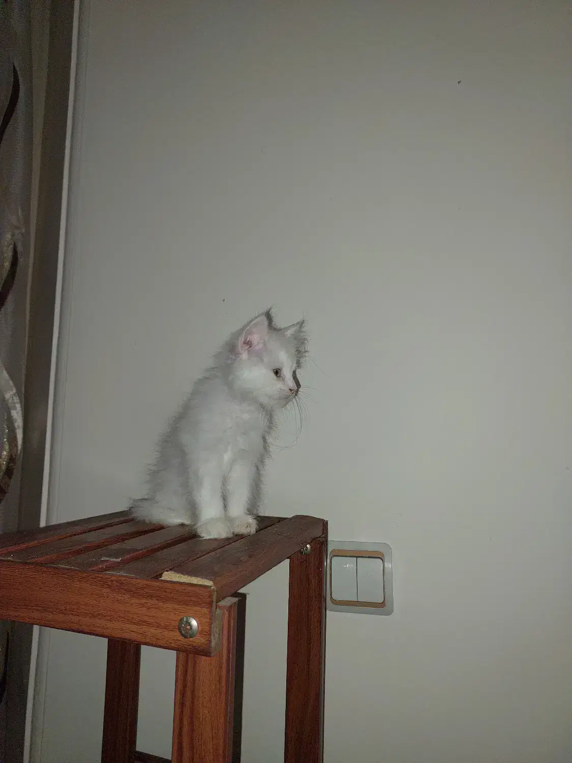 گربه|گربه|تهران, دکتر هوشیار|دیوار