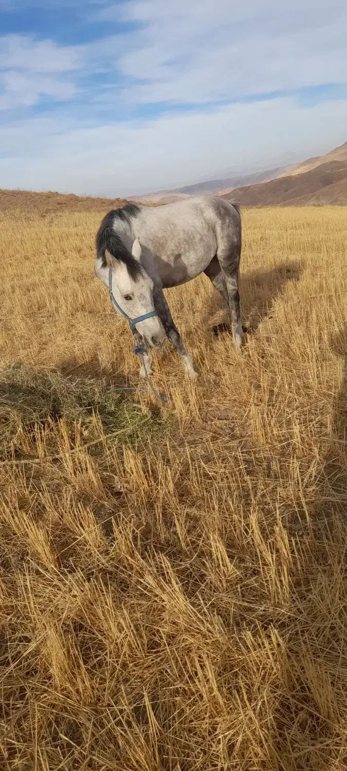 اسب ۸ ساله بسیار آرام|حیوانات مزرعه|کاغذکنان, |دیوار