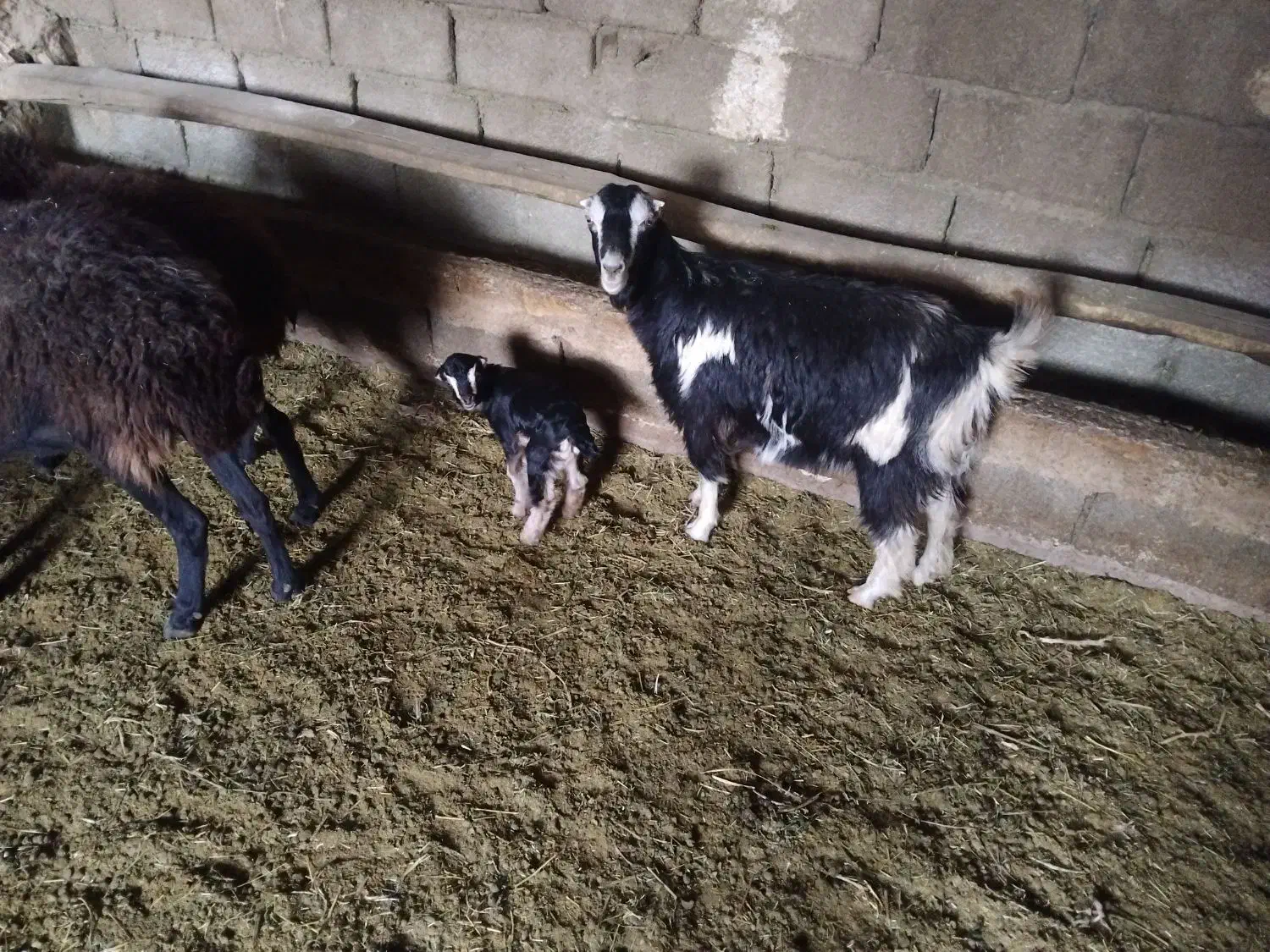 یک عدد بز و بزغاله شکم دومشو بز زاییده|حیوانات مزرعه|رباط‌کریم, رباط‌کریم|دیوار