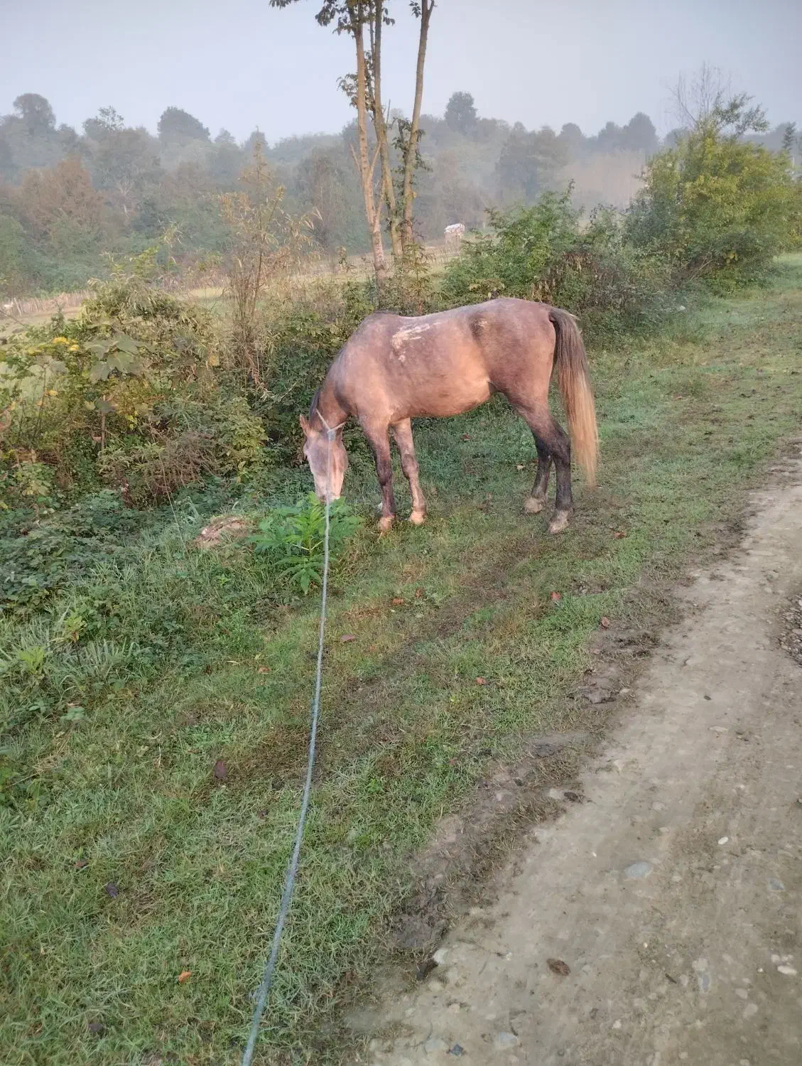 اسب|اسب و تجهیزات اسب‌سواری|فومن, |دیوار