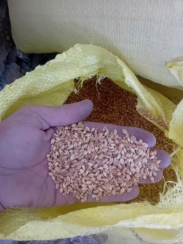 گندم|خدمات باغبانی و درختکاری|کنگاور, |دیوار