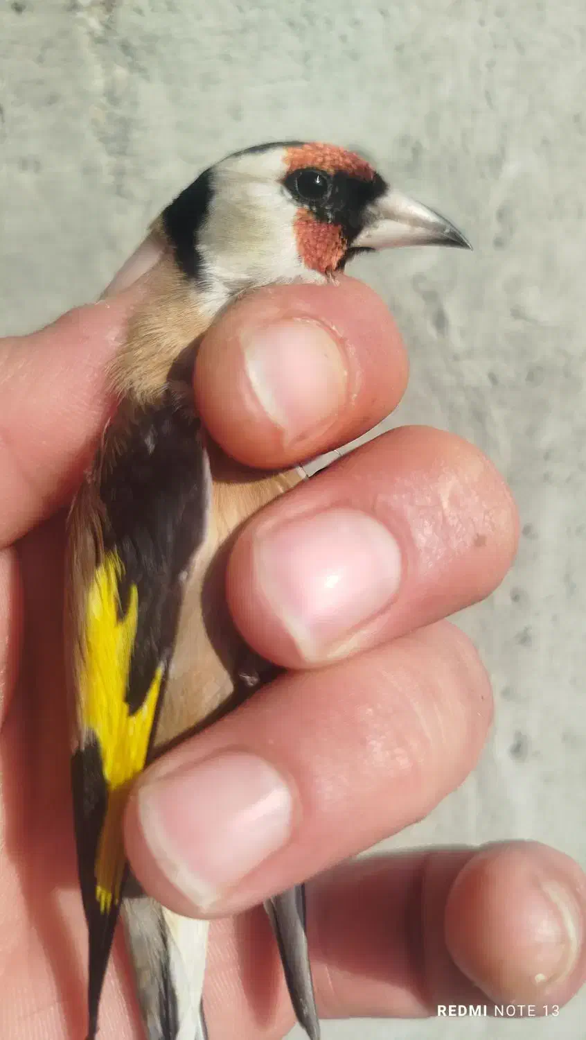 سهره نر|پرنده|لیسار, |دیوار