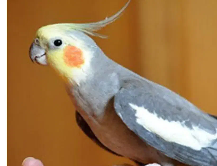 یک جفت عروس هلندی. سخن گو|پرنده|رشتخوار, |دیوار