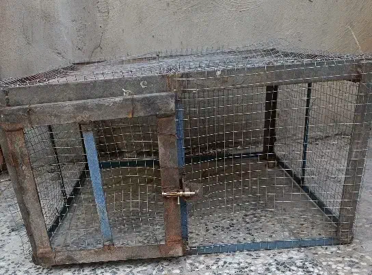 قفس|لوازم جانبی حیوانات|مسجد سلیمان, |دیوار