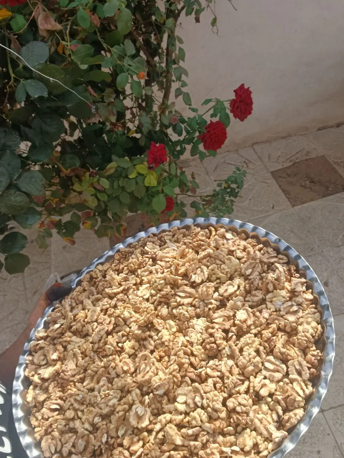 لوکس|خدمات باغبانی و درختکاری|تویسرکان, |دیوار