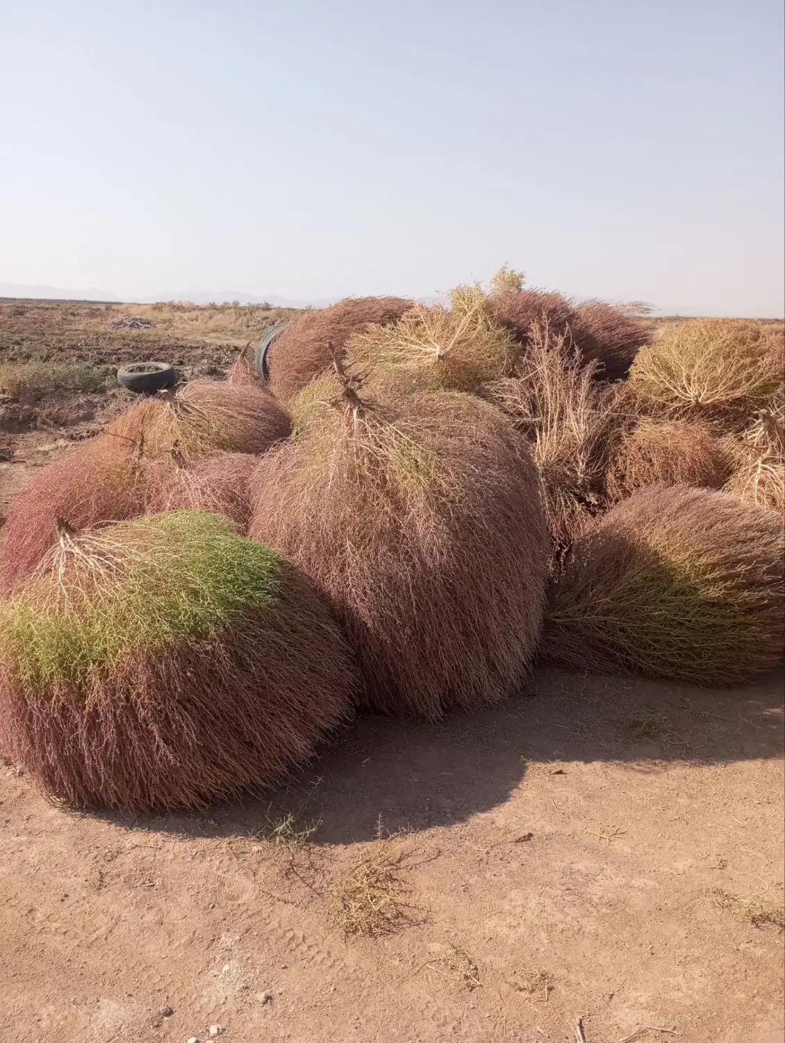 جارو محلی|لوازم نظافت|سبزوار, شهرک صنعتی خاوران|دیوار