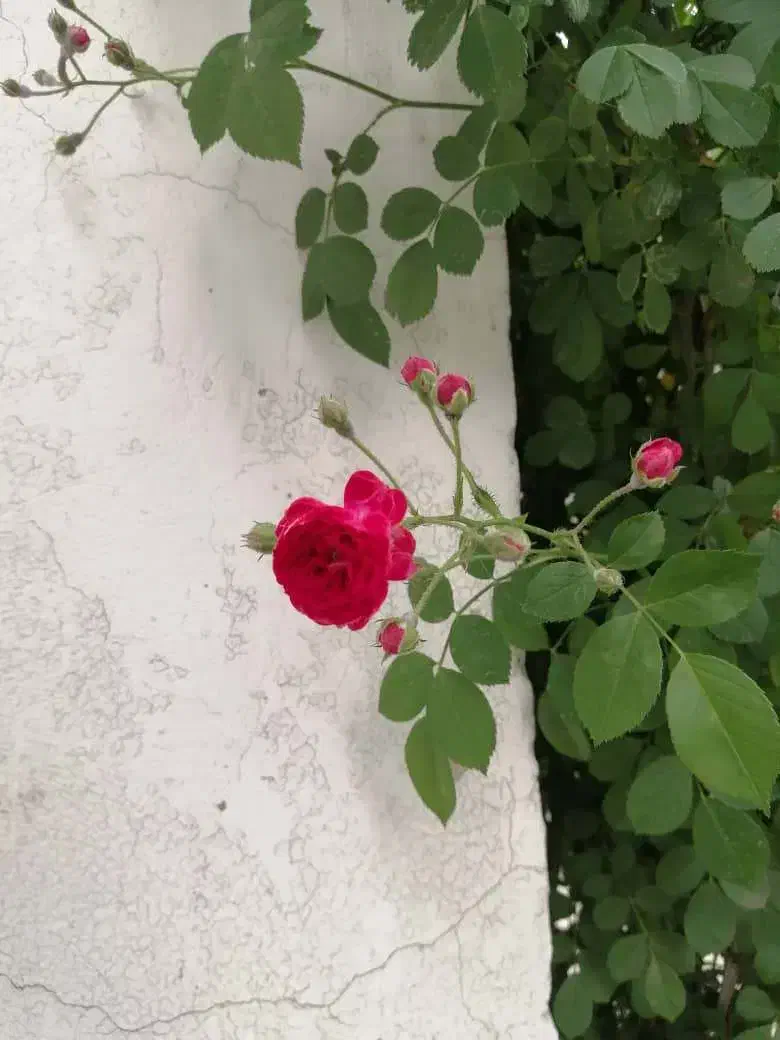 کد معرف بلو|کارت هدیه و تخفیف|سمنان, |دیوار