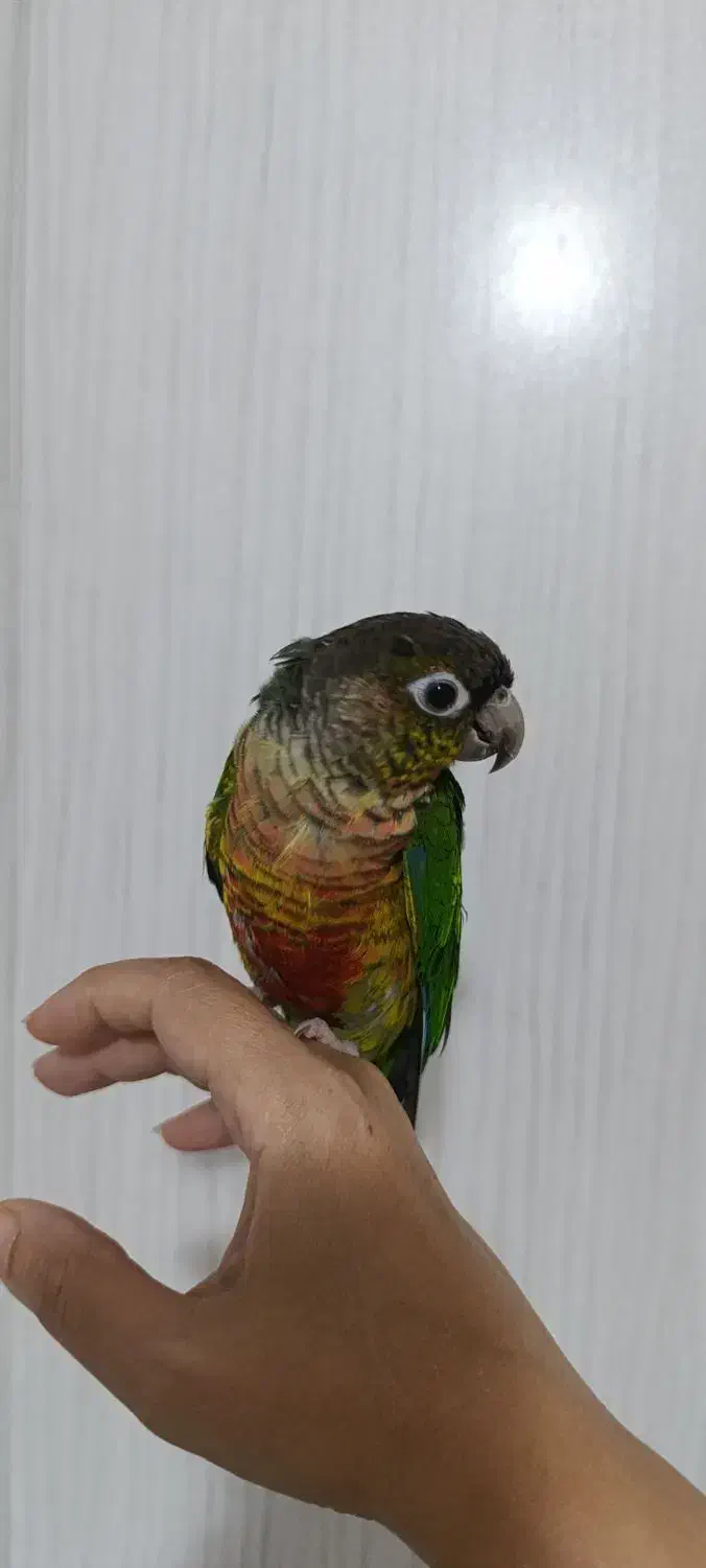 گرینچیک سخنگو نر|پرنده|رشت, کوی مهر|دیوار