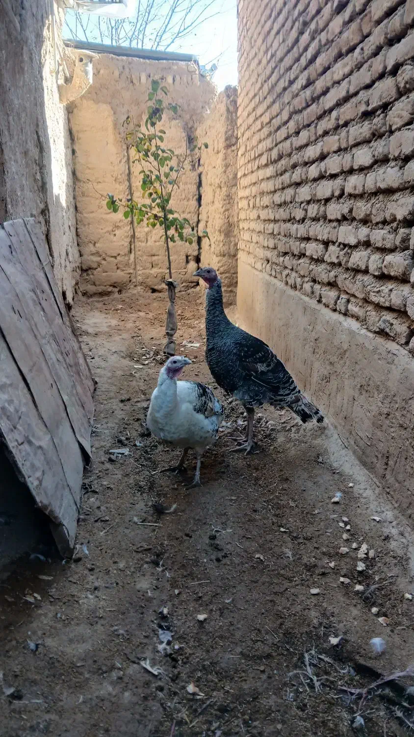 بوقلمون نرو ماده جفتی ۲۵۰۰ت|حیوانات مزرعه|گنبد کاووس, |دیوار