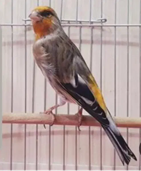 سهره قناری دهن قشنگ عتیقه|پرنده|شیراز, شهرک مهرگان|دیوار