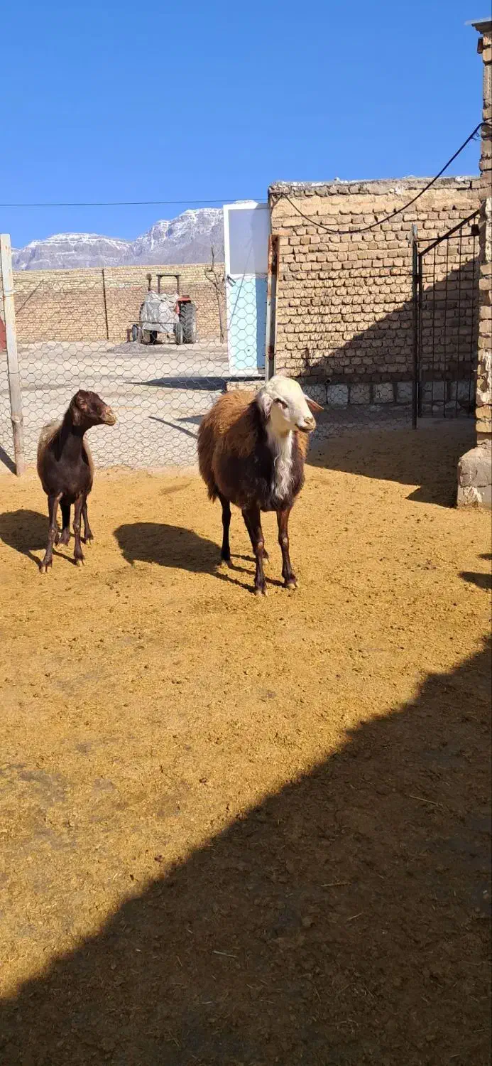 قوچ نمونه|حیوانات مزرعه|چگنی, |دیوار