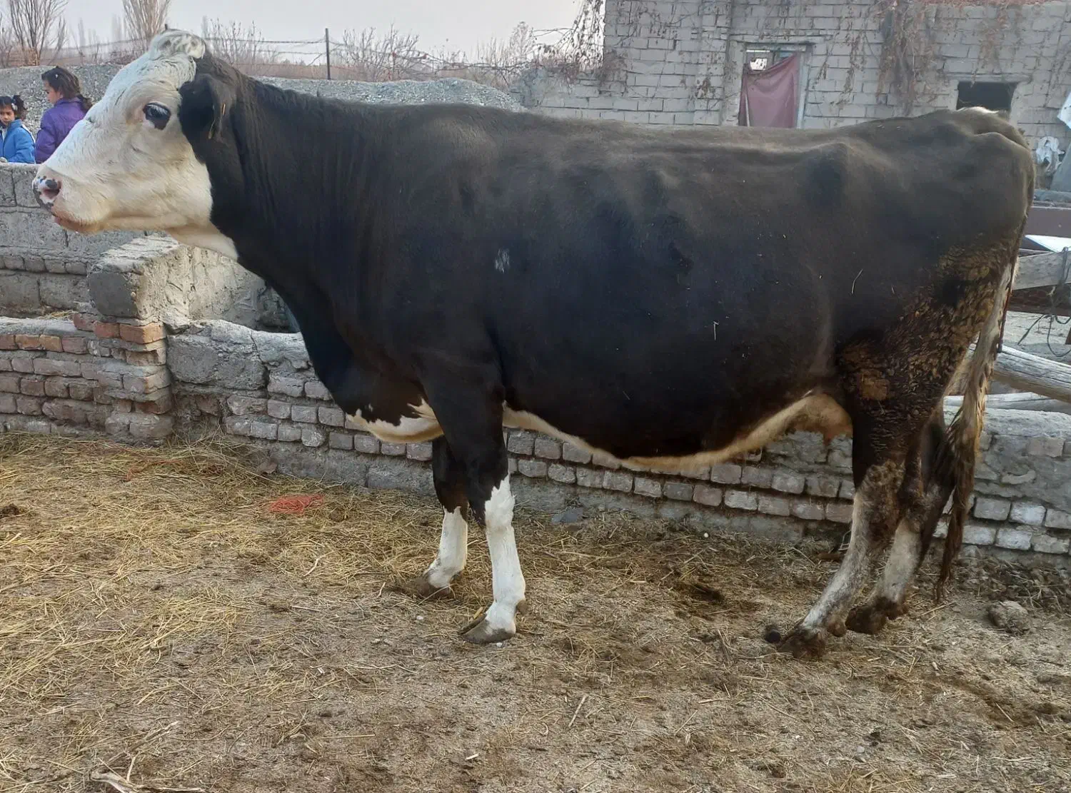 گاوسمینتال شکم سوم ۲۰ روزمانده ب زایمان|حیوانات مزرعه|ارومیه, |دیوار