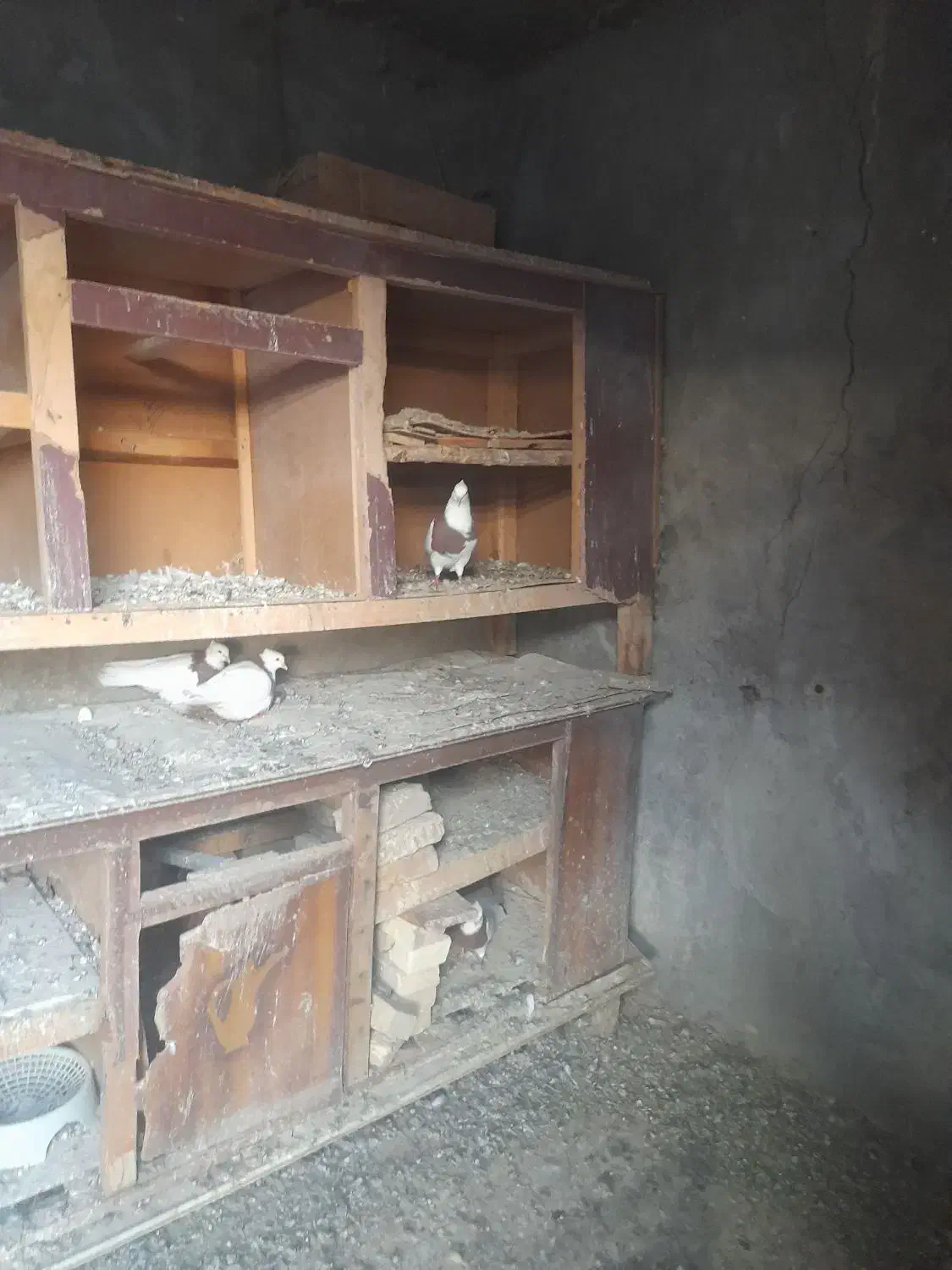 کبوتر طوقی|پرنده|کرخه, |دیوار