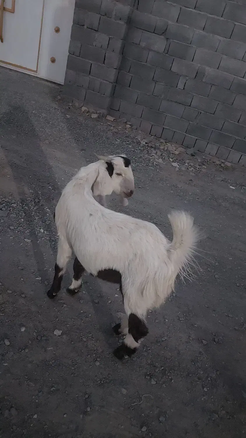 گوسفندفروشی|حیوانات مزرعه|کهنوج, |دیوار