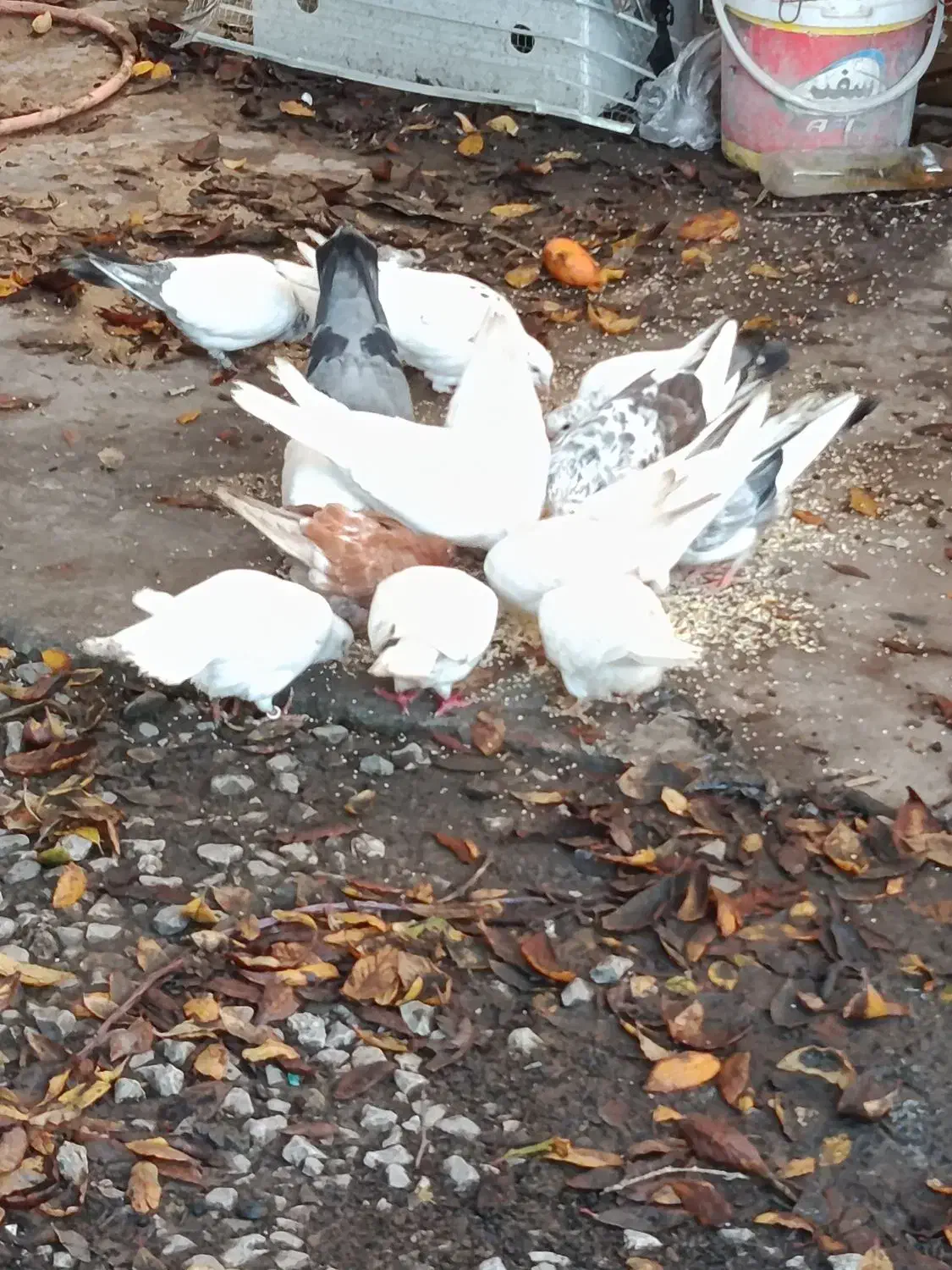 کبوتر|پرنده|چالوس, |دیوار