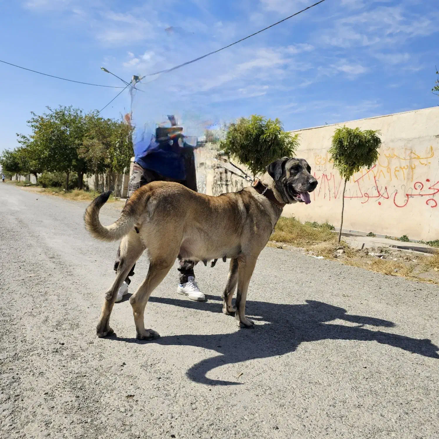 سگ سرابی ماده ۴ساله|سگ|ماهدشت, |دیوار