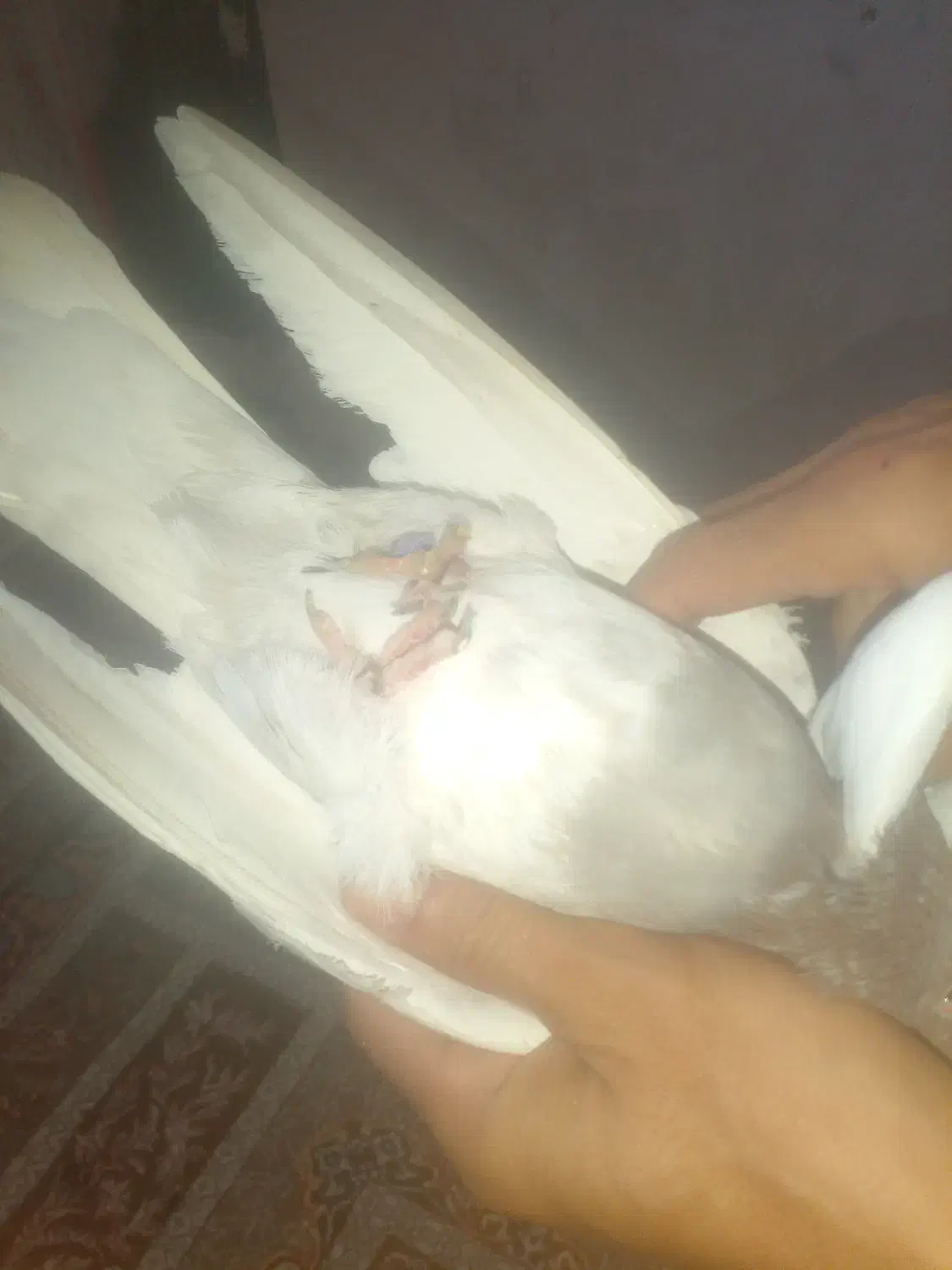 کبوتر|پرنده|زاهدان, |دیوار