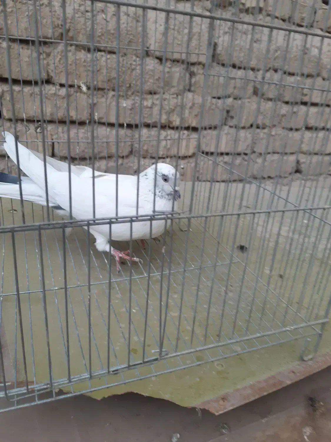 کبوتر|پرنده|اصفهان, شهشهان|دیوار