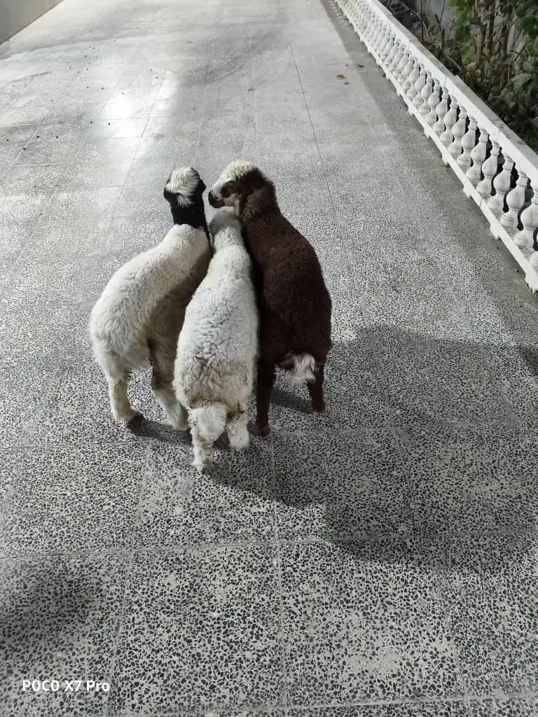 بره نر سرحال وآشتی|حیوانات مزرعه|بندرعباس, |دیوار