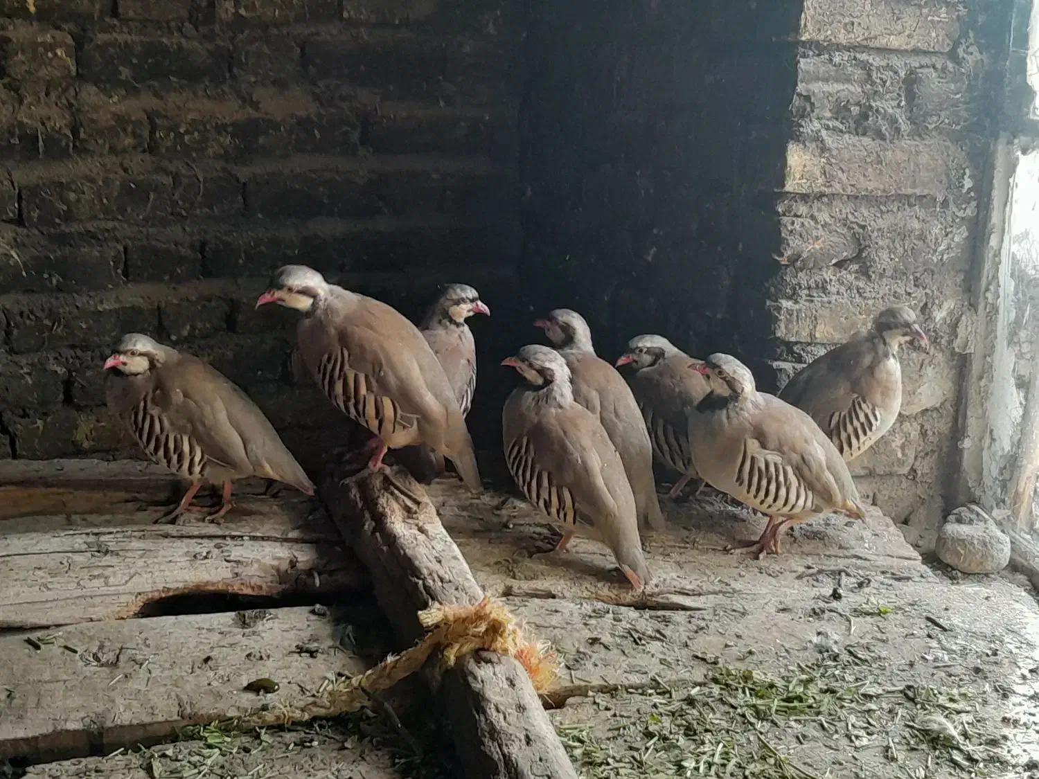 مرغ.|حیوانات مزرعه|نیر (اردبیل), |دیوار