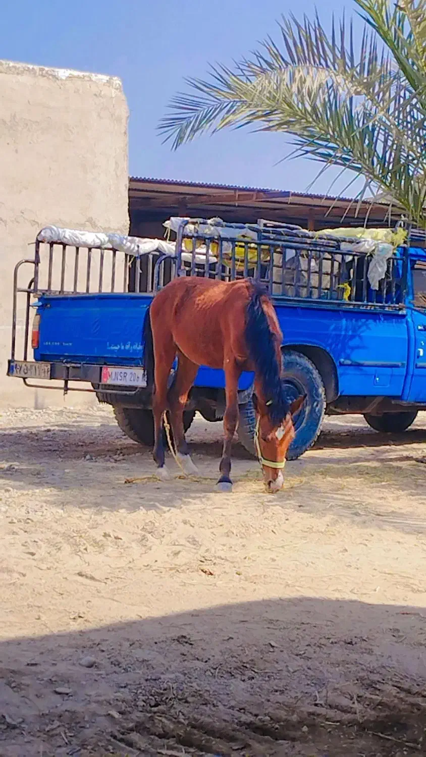 نریان 7ماهه|اسب و تجهیزات اسبسواری|باوی, |دیوار