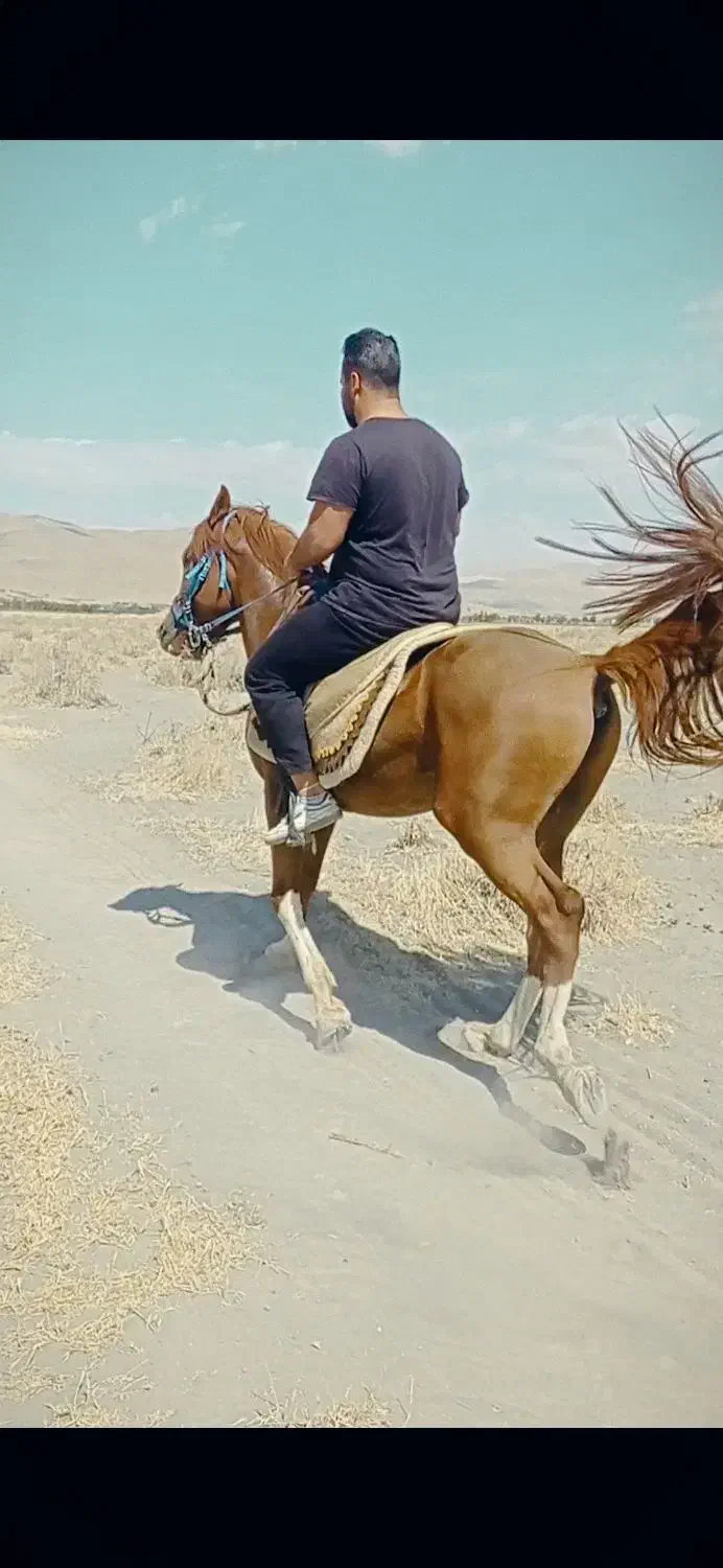 اسب|اسب و تجهیزات اسب‌سواری|همدان, |دیوار