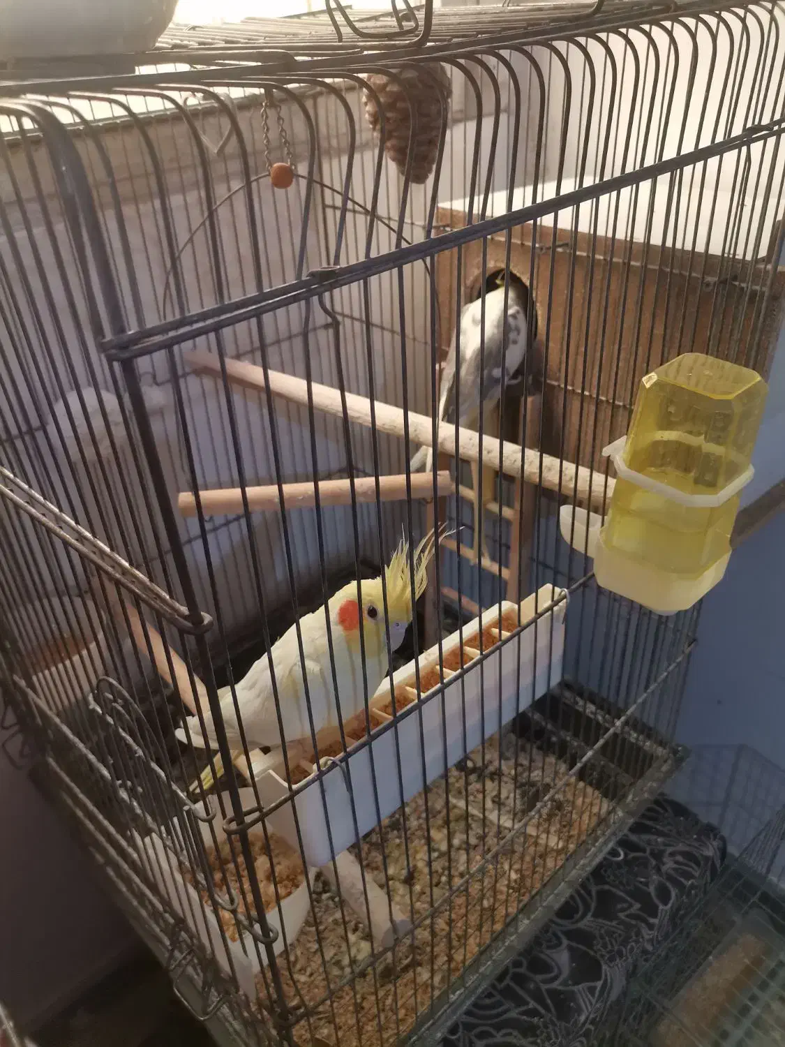 عروس هلندی جفت|پرنده|ساوه, |دیوار