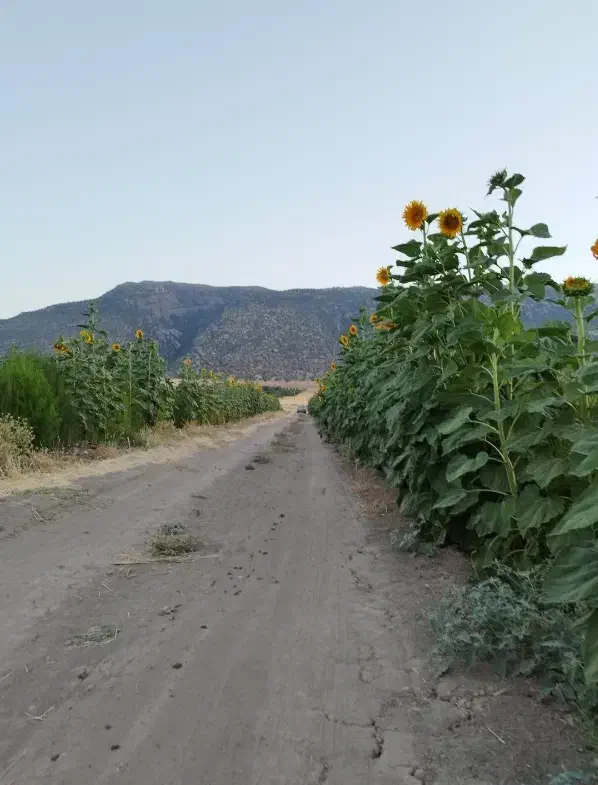 زمین کارزان|فروش زمین و ملک کلنگی|کارزان, |دیوار