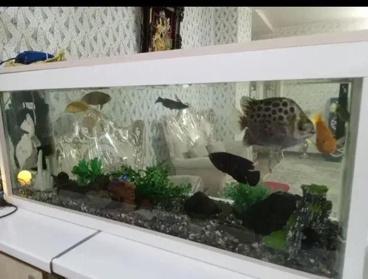 آکواریوم|ماهی|ورامین, خیر آباد|دیوار