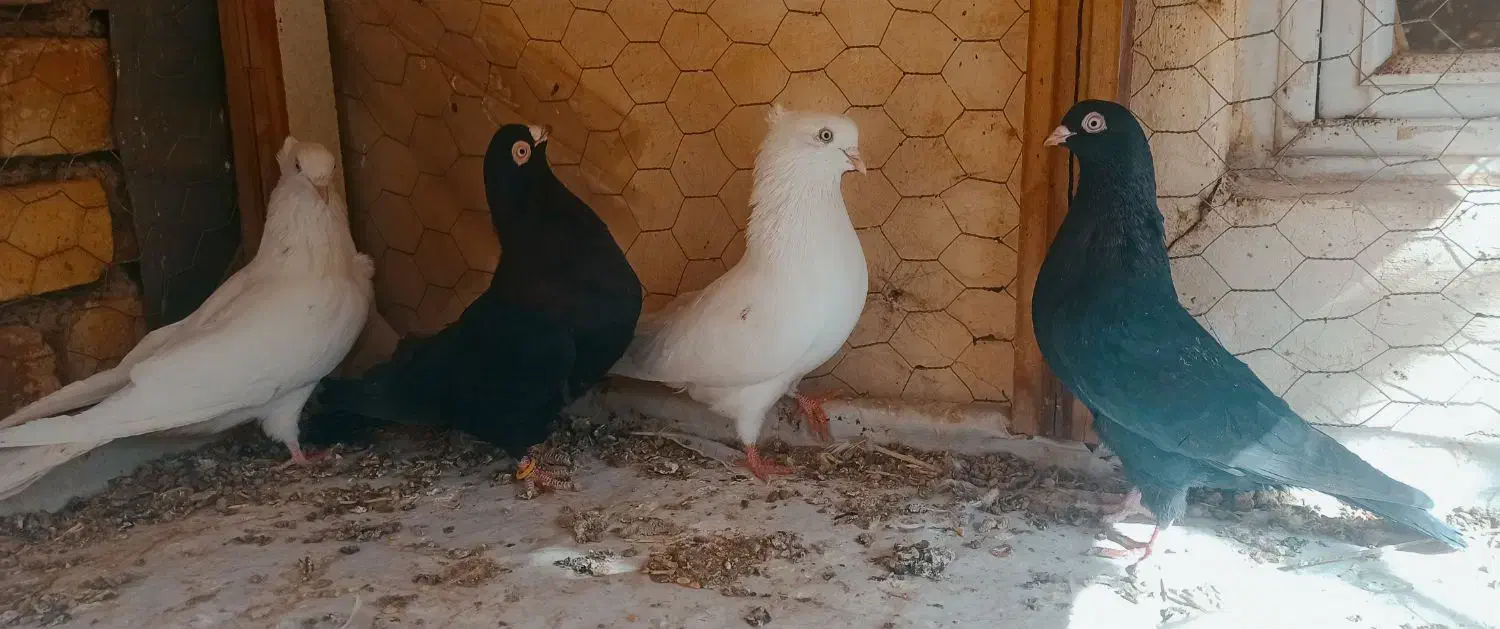 کبوتر فیت چشم نوک صفید|پرنده|شهرکرد, |دیوار