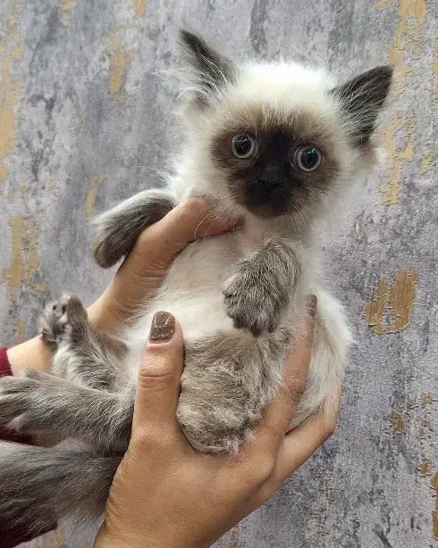 گربه سیامی|گربه|بوکان, |دیوار