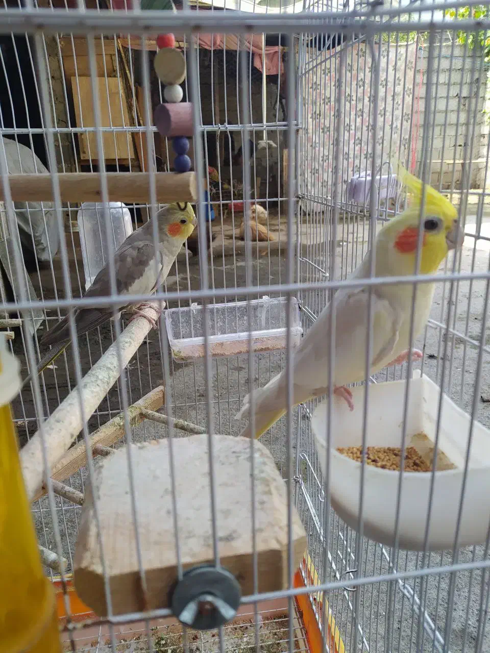 عروس هلندی نرو ماده همراه با قفس|پرنده|آستانه اشرفیه, |دیوار