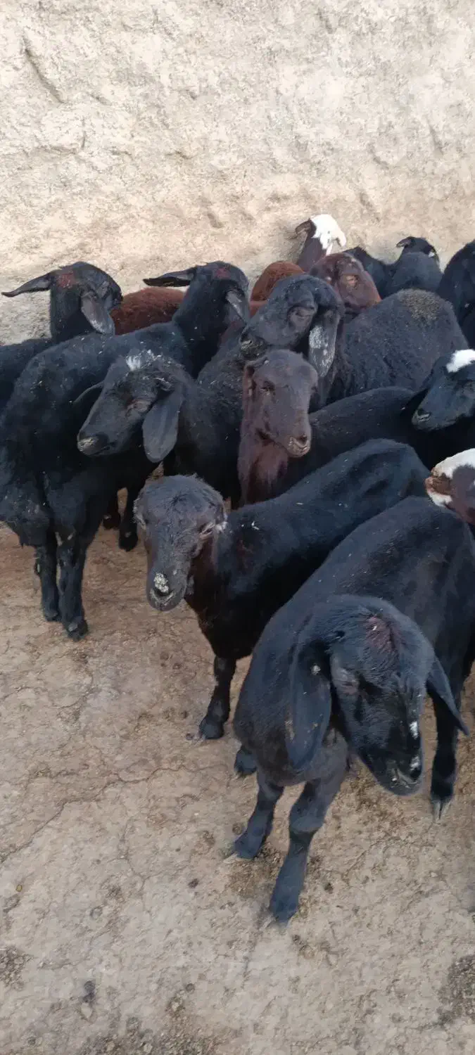 بره ماده قره قزل گوسفند میش قوچ شیشک افشار|حیوانات مزرعه|زنجان, |دیوار