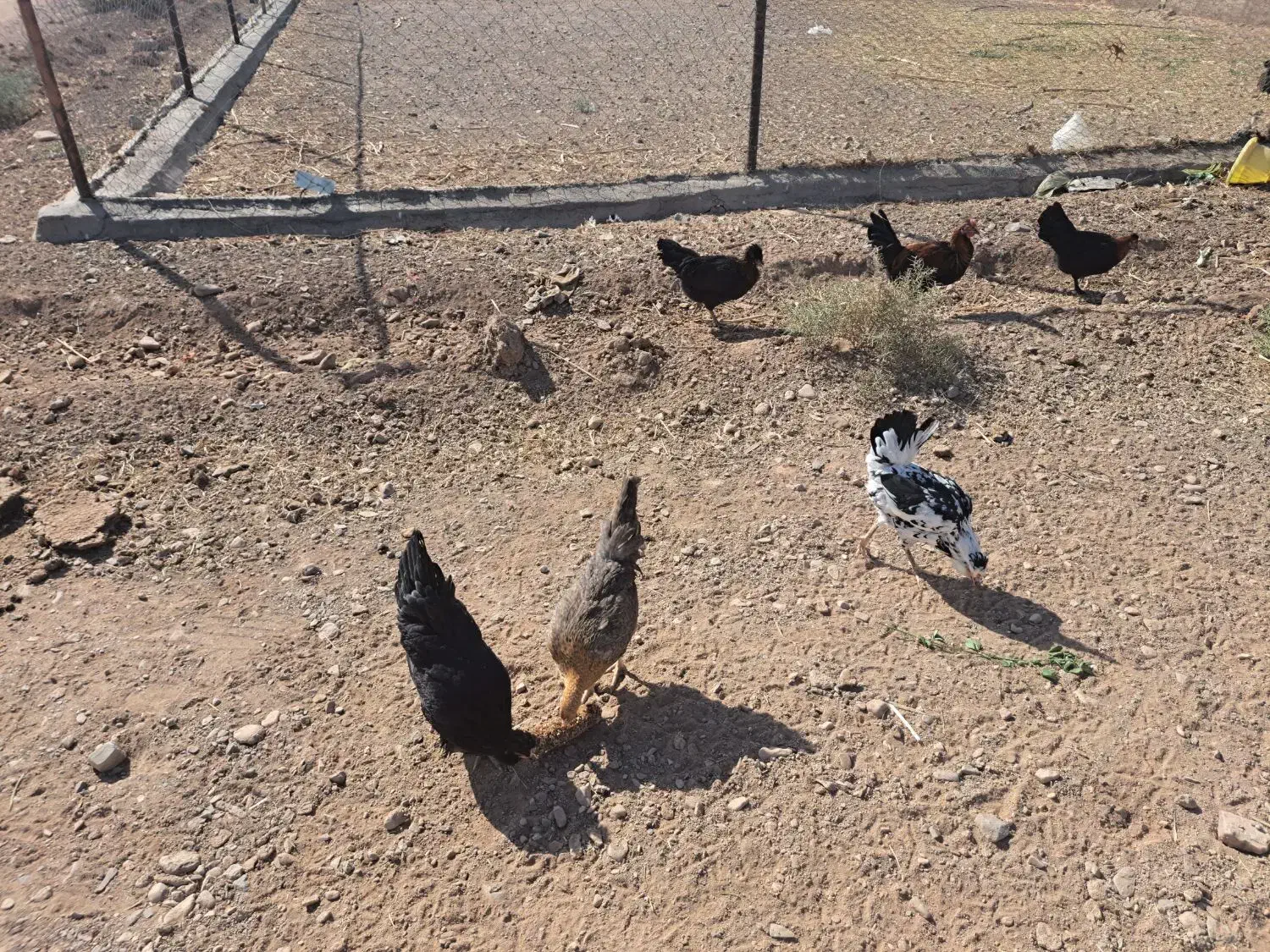 مرغ و خروس رسمی|حیوانات مزرعه|قم, پردیسان|دیوار