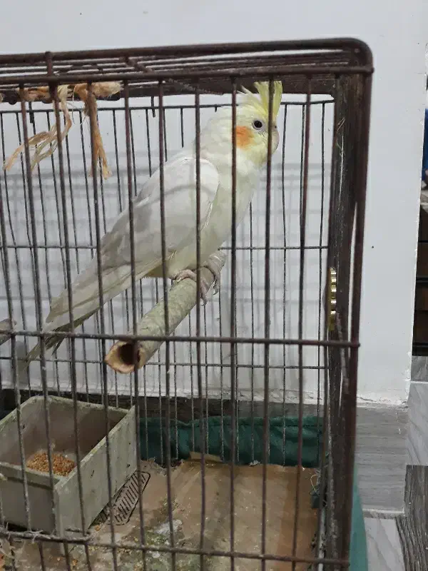 عروس هلندی|پرنده|کیاشهر, |دیوار