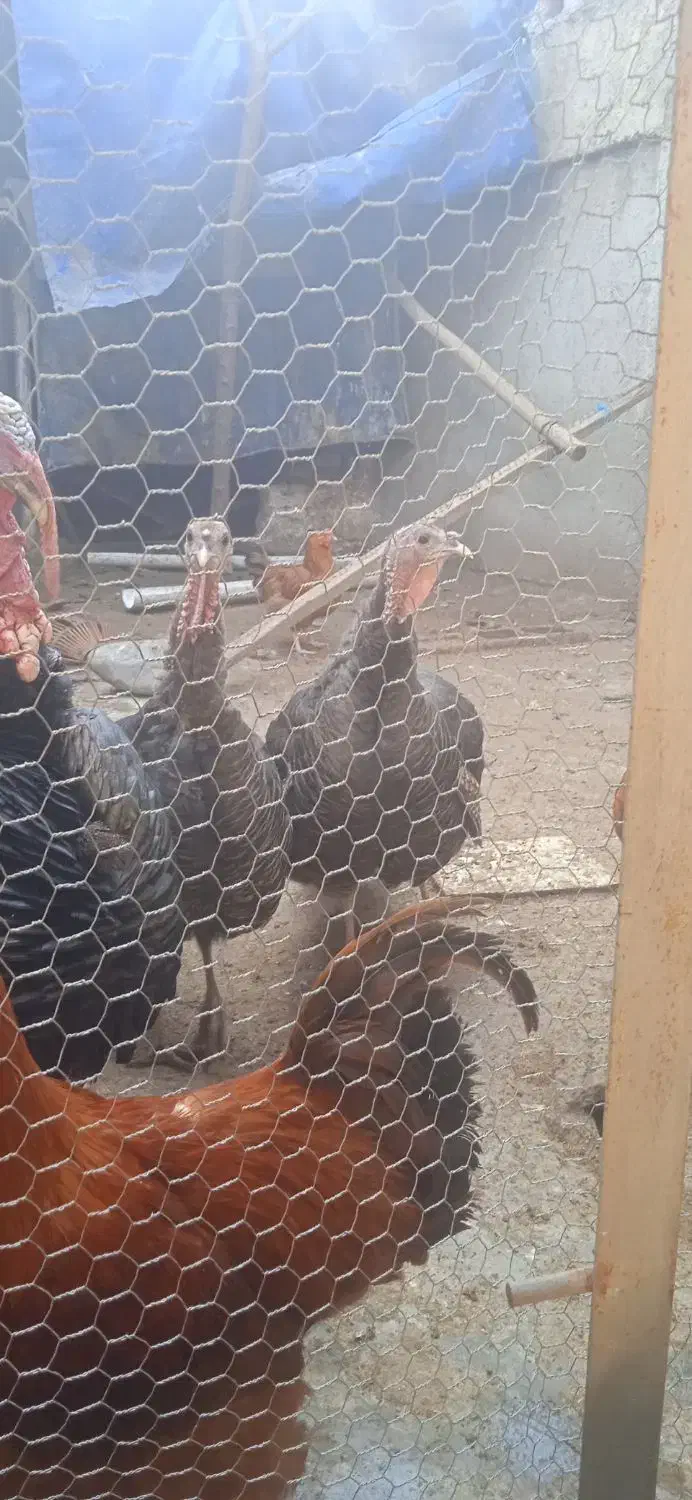 خروس وبوقلمون اورگانیک درشت|حیوانات مزرعه|قائمشهر, |دیوار