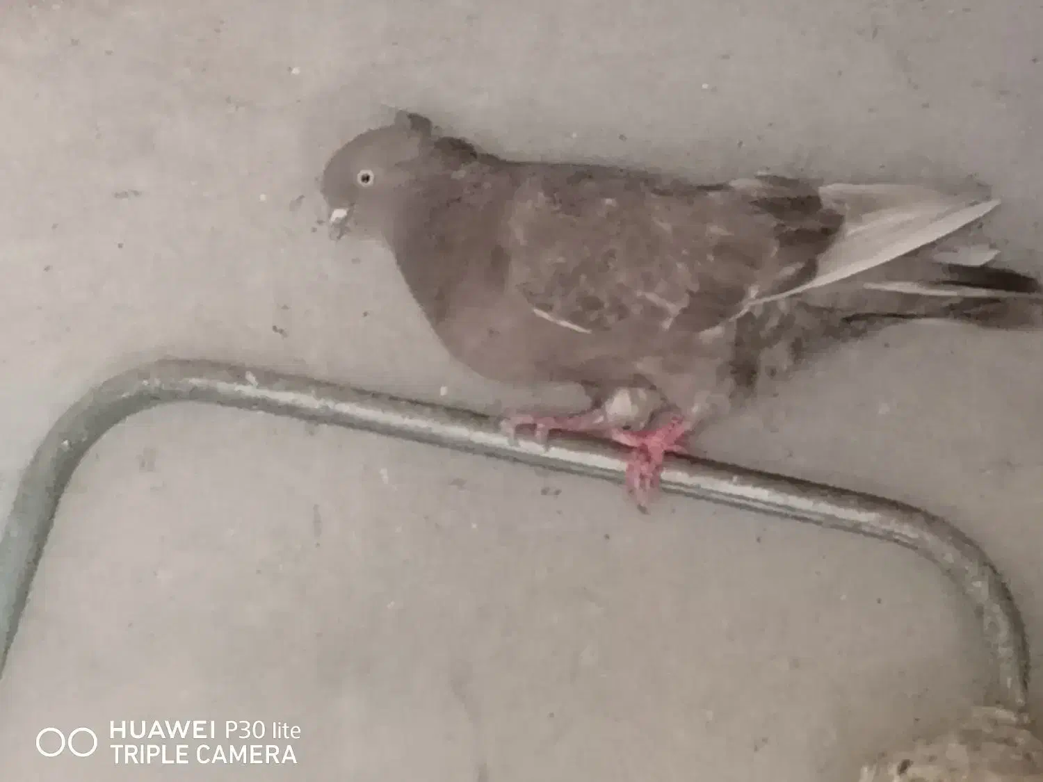 کبوتر|پرنده|خورموج, |دیوار