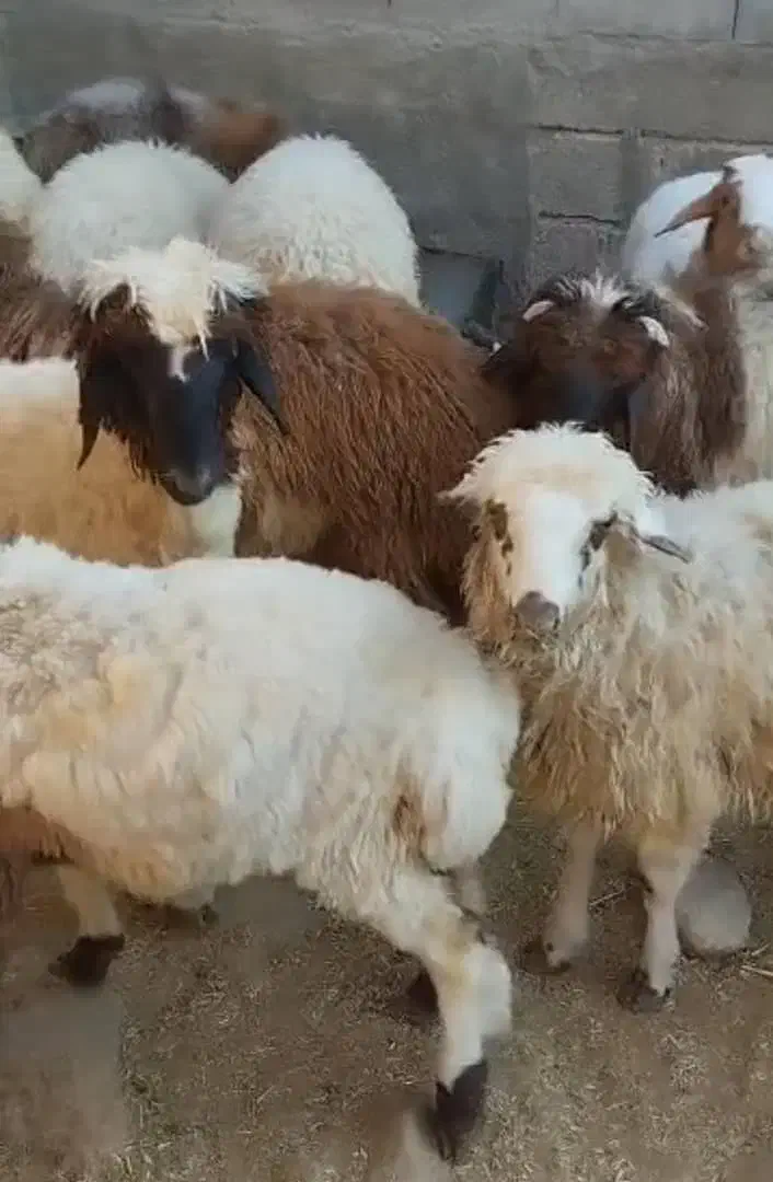 بره پرواری|حیوانات مزرعه|پاپی, |دیوار